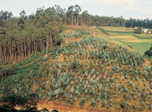 La capacidad repobladora de Noé hubiera dejado atónito al angiguo ICONA La capacidad repobladora de Noé hubiera dejado atónito al angiguo ICONA