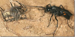 Los requerimientos alimenticios de muchas especies "pequeñas" son muy complejos. Por ejemplo la avispa Planiceps hirsutus parasita a una araña tapadera de California. Busca un pozo de araña en las dunas, y modifica la entrada moviendo la arena para hacer salir a la araña. Cuando sale, la avispa ataca y la paraliza. La arrastra nuevamente al pozo, deposita un huevo sobre la araña y luego vuelve a tapar el pozo. La larva nace y se alimenta de la araña. Los requerimientos alimenticios de muchas especies "pequeñas" son muy complejos. Por ejemplo la avispa Planiceps hirsutus parasita a una araña tapadera de California. Busca un pozo de araña en las dunas, y modifica la entrada moviendo la arena para hacer salir a la araña. Cuando sale, la avispa ataca y la paraliza. La arrastra nuevamente al pozo, deposita un huevo sobre la araña y luego vuelve a tapar el pozo. La larva nace y se alimenta de la araña.