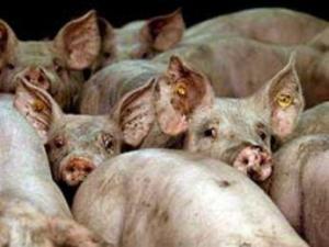 r_gran_hacinamiento-cerdos