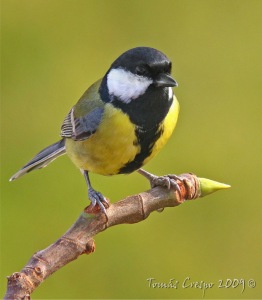 Carbonero común (Parus major). Foto: Tomás Crespo