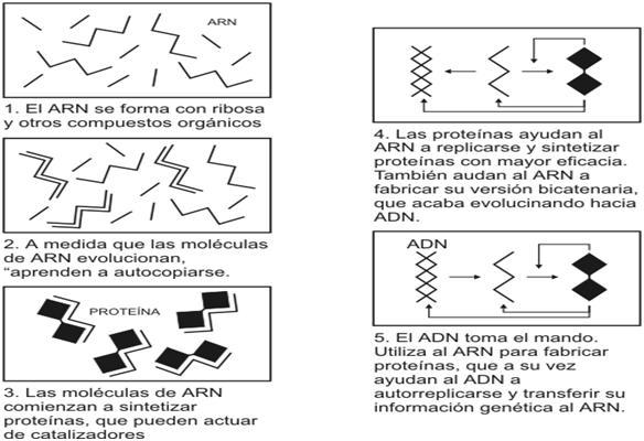 Hipótesis del «mundo de ARN»