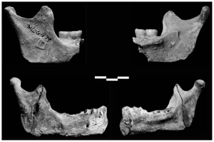 Mandíbulas de la Cueva de Maludong. MLDG 1679 (izda) y MLDG 1706 (dcha). Imagen: Plos ONE Mandíbulas de la Cueva de Maludong. MLDG 1679 (izda) y MLDG 1706 (dcha). Imagen: Plos ONE