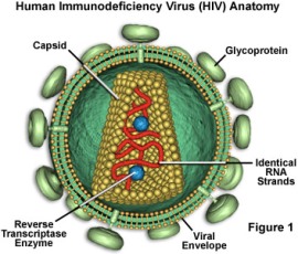 Estructura del VIH