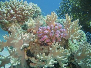 Ecologiablog_corales_01