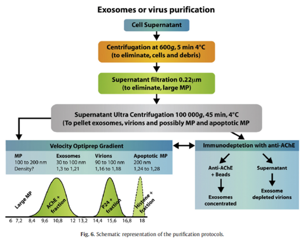 FIGURA 3: Protocolo de purificación de viriones de VIH. Fuente: Cartin y col., 2008