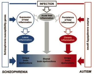 inmunidad psiquiatria infeccion virus autoanticuerpo