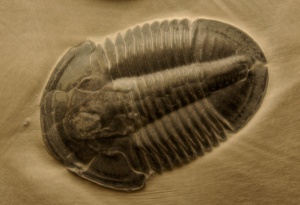 trilobites marciano