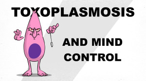 toxoplasma